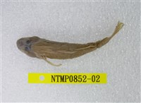 藏品(極樂鰕虎)的圖片